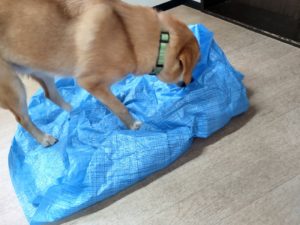 山梨県甲府市の犬の保育園もふ＆ふる　犬のしつけ　ドッグトレーニング