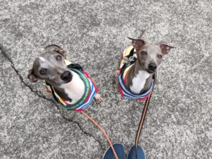 山梨県甲府市の犬の保育園もふ＆ふる　犬のしつけ　ドッグトレーニング