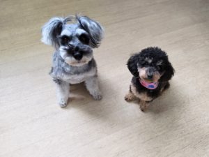 山梨県甲府市の犬の保育園もふ＆ふる　犬のしつけ　ドッグトレーニング