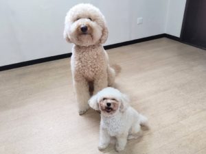 山梨県甲府市の犬の保育園もふ＆ふる　犬のしつけ　ドッグトレーニング