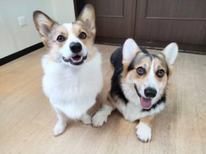 山梨県甲府市の犬の保育園もふ＆ふる　犬のしつけ　ドッグトレーニング