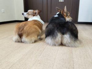 山梨県甲府市の犬の保育園もふ＆ふる　犬のしつけ　ドッグトレーニング