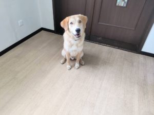 山梨県甲府市の犬の保育園もふ＆ふる　犬のしつけ　ドッグトレーニング