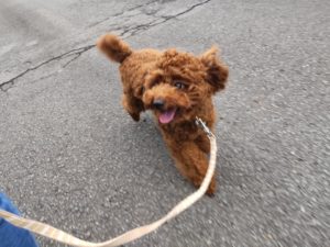 山梨県甲府市の犬の保育園もふ＆ふる　犬のしつけ　ドッグトレーニング