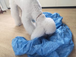 山梨県甲府市の犬の保育園もふ＆ふる　犬のしつけ　ドッグトレーニング