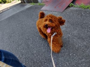 山梨県甲府市の犬の保育園もふ＆ふる　犬のしつけ　ドッグトレーニング