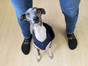 山梨県甲府市の犬の保育園もふ＆ふる　犬のしつけ　ドッグトレーニング