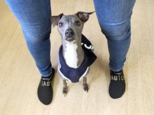 山梨県甲府市の犬の保育園もふ＆ふる　犬のしつけ　ドッグトレーニング