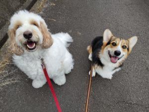 山梨県甲府市の犬の保育園もふ＆ふる　犬のしつけ　ドッグトレーニング