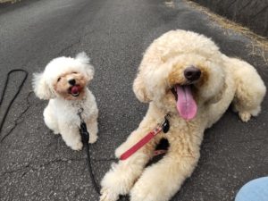 山梨県甲府市の犬の保育園もふ＆ふる　犬のしつけ　ドッグトレーニング