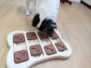 山梨県甲府市の犬の保育園もふ＆ふる　犬のしつけ　ドッグトレーニング