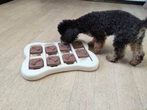 山梨県甲府市の犬の保育園もふ＆ふる　犬のしつけ　ドッグトレーニング