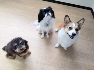 山梨県甲府市の犬の保育園もふ＆ふる　犬のしつけ　ドッグトレーニング