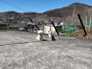 山梨県甲府市の犬の保育園もふ＆ふる　犬のしつけ　ドッグトレーニング