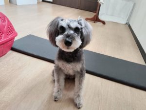 山梨県甲府市の犬の保育園もふ＆ふる　犬のしつけ　ドッグトレーニング