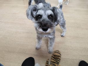 山梨県甲府市の犬の保育園もふ＆ふる　犬のしつけ　ドッグトレーニング