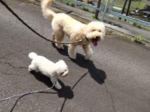 山梨県甲府市の犬の保育園もふ＆ふる　犬のしつけ　ドッグトレーニング