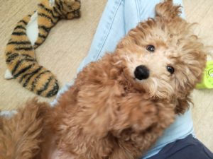 山梨県甲府市の犬の保育園もふ＆ふる　犬のしつけ　ドッグトレーニング