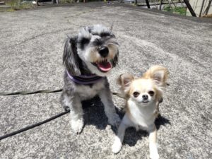 山梨県甲府市の犬の保育園もふ＆ふる　犬のしつけ　ドッグトレーニング