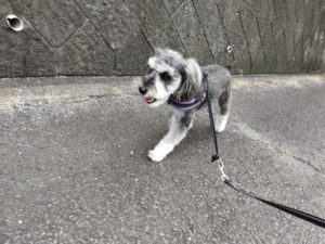 山梨県甲府市の犬の保育園もふ＆ふる　犬のしつけ　ドッグトレーニング