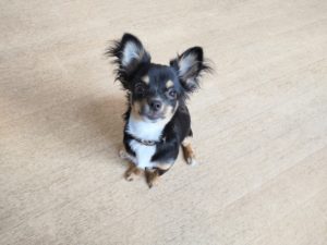 山梨県甲府市の犬の保育園もふ＆ふる　犬のしつけ　ドッグトレーニング