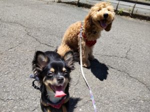 山梨県甲府市の犬の保育園もふ＆ふる　犬のしつけ　ドッグトレーニング