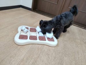 山梨県甲府市の犬の保育園もふ&ふる 犬のしつけ ドッグトレーニング