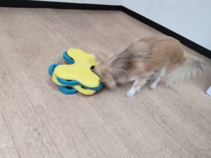 山梨県甲府市の犬の保育園もふ&ふる 犬のしつけ ドッグトレーニング