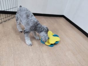 山梨県甲府市の犬の保育園もふ＆ふる　犬のしつけ　ドッグトレーニング