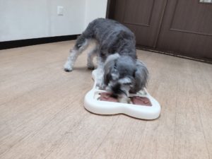 山梨県甲府市の犬の保育園もふ&ふる 犬のしつけ ドッグトレーニング