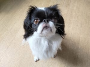 山梨県甲府市の犬の保育園もふ＆ふる　犬のしつけ　ドッグトレーニング