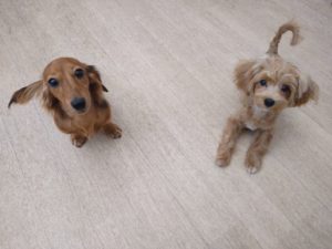 山梨県甲府市の犬の保育園もふ＆ふる　犬のしつけ　ドッグトレーニング