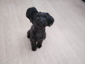 山梨県甲府市の犬の保育園もふ＆ふる　犬のしつけ　ドッグトレーニング