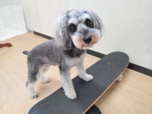 山梨県甲府市の犬の保育園もふ＆ふる　犬のしつけ　ドッグトレーニング