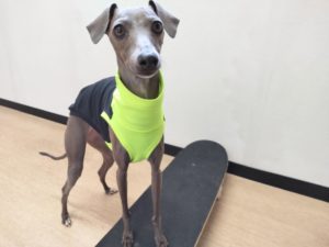 山梨県甲府市の犬の保育園もふ＆ふる　犬のしつけ　ドッグトレーニング