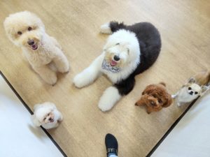 山梨県甲府市の犬の保育園もふ＆ふる　犬のしつけ　ドッグトレーニング