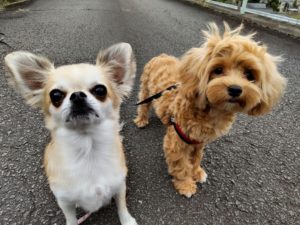 山梨県甲府市の犬の保育園もふ＆ふる　犬のしつけ　ドッグトレーニング