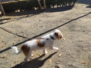 山梨県甲府市の犬の保育園もふ＆ふる　犬のしつけ　ドッグトレーニング