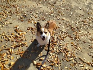 山梨県甲府市の犬の保育園もふ＆ふる　犬のしつけ　ドッグトレーニング