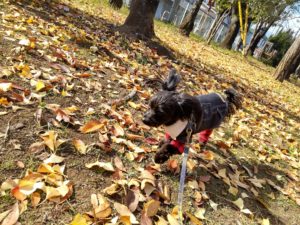 山梨県甲府市の犬の保育園もふ＆ふる　犬のしつけ　ドッグトレーニング