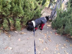 山梨県甲府市の犬の保育園もふ＆ふる　犬のしつけ　ドッグトレーニング