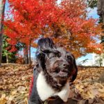 山梨県甲府市の犬の保育園もふ＆ふる　犬のしつけ　ドッグトレーニング