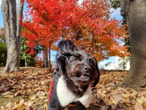 山梨県甲府市の犬の保育園もふ＆ふる　犬のしつけ　ドッグトレーニング