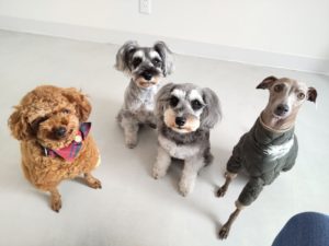 山梨県甲府市の犬の保育園もふ＆ふる　犬のしつけ　ドッグトレーニング