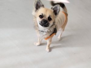 山梨県甲府市の犬の保育園もふ＆ふる　犬のしつけ　ドッグトレーニング