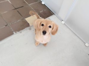 山梨県甲府市の犬の保育園もふ＆ふる　犬のしつけ　ドッグトレーニング