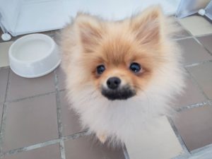 山梨県甲府市の犬の保育園もふ＆ふる　犬のしつけ　ドッグトレーニング