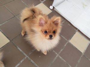 山梨県甲府市の犬の保育園もふ＆ふる　犬のしつけ　ドッグトレーニング