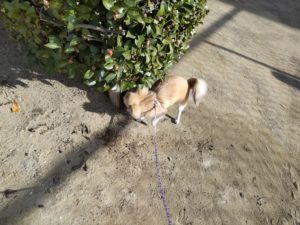 山梨県甲府市の犬の保育園もふ＆ふる　犬のしつけ　ドッグトレーニング