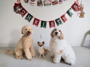 山梨県甲府市の犬の保育園もふ＆ふる　犬のしつけ　ドッグトレーニング